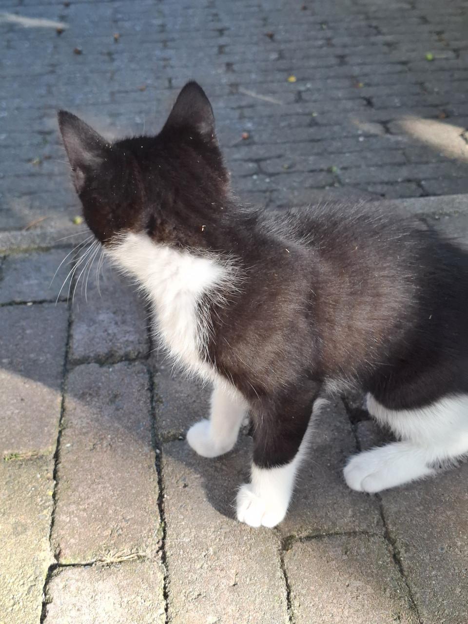Kitten, vrouwtje, mag per direct weg!