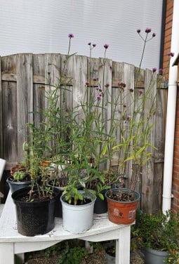Verbena