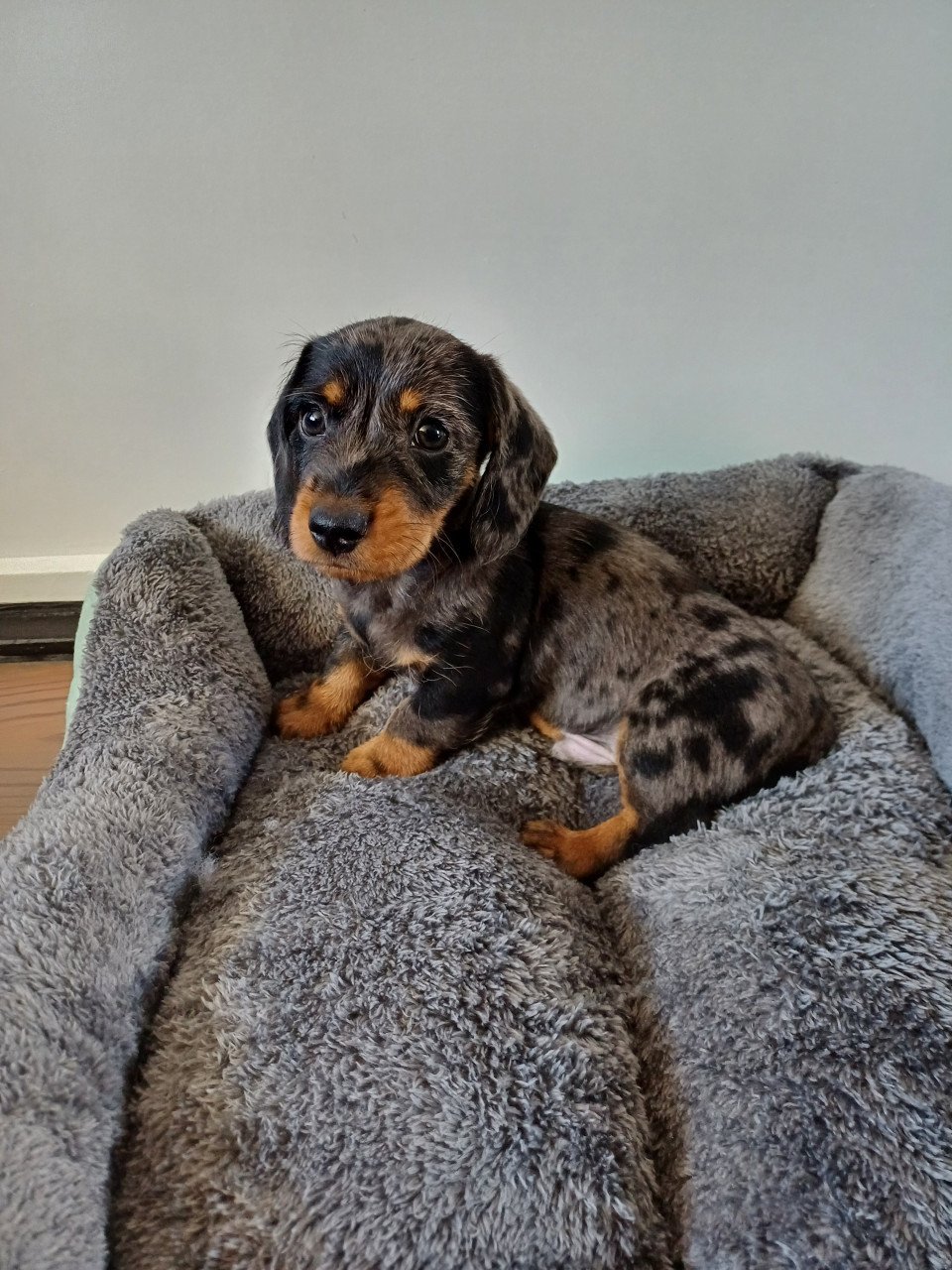 Super vrolijke Dwerg Teckel pups