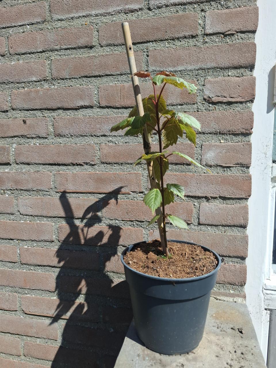 Bijzondere Slangenhuid Esdoorn