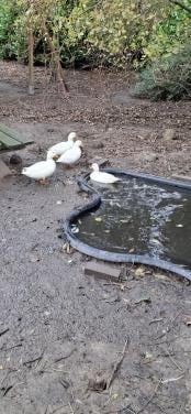 4 eendjes (Hollandse Kwakers)