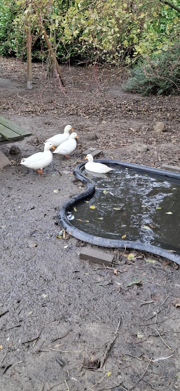 4 eendjes (Hollandse Kwakers)