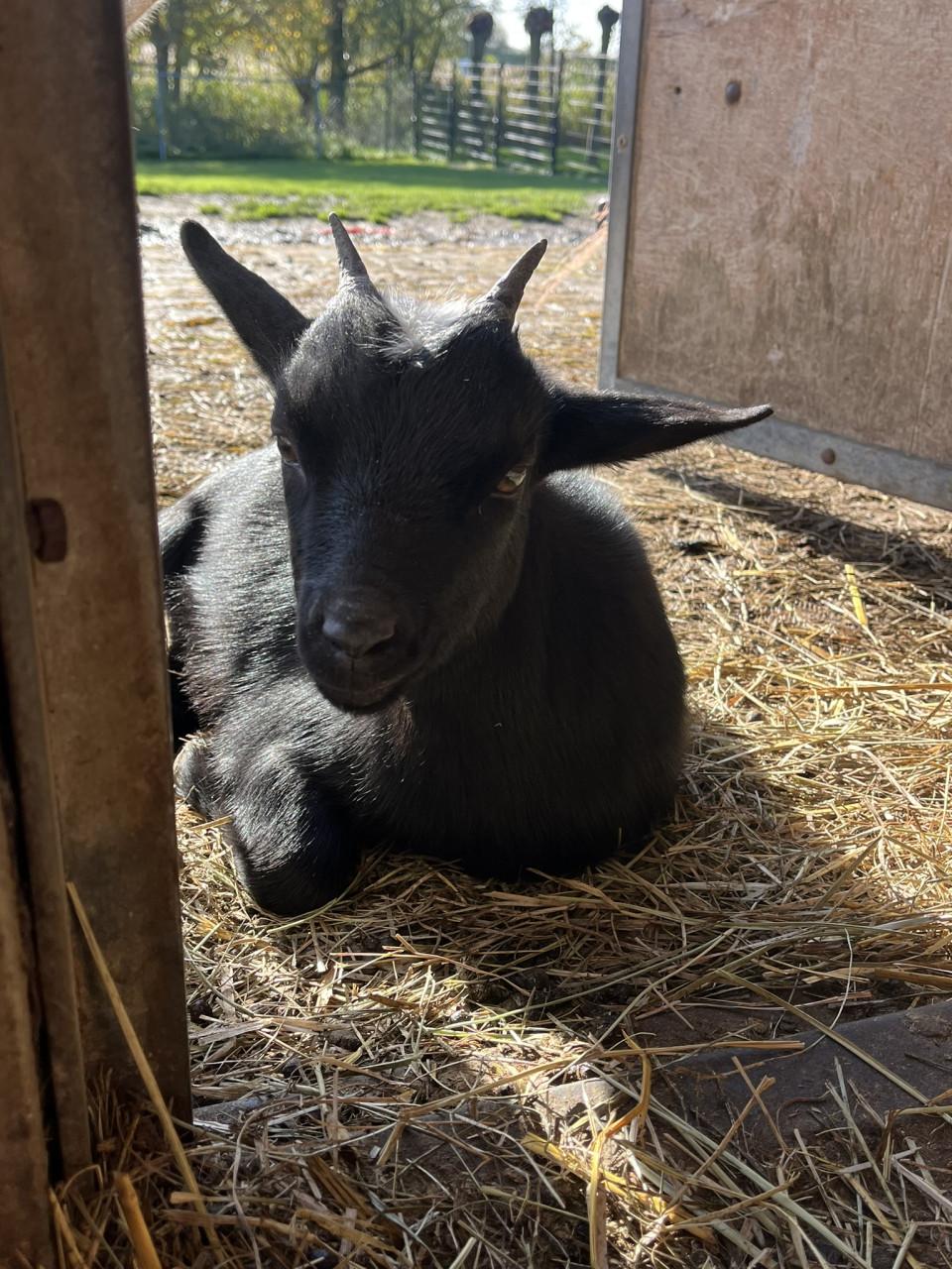 Lieve geitjes zoeken een nieuw thuis