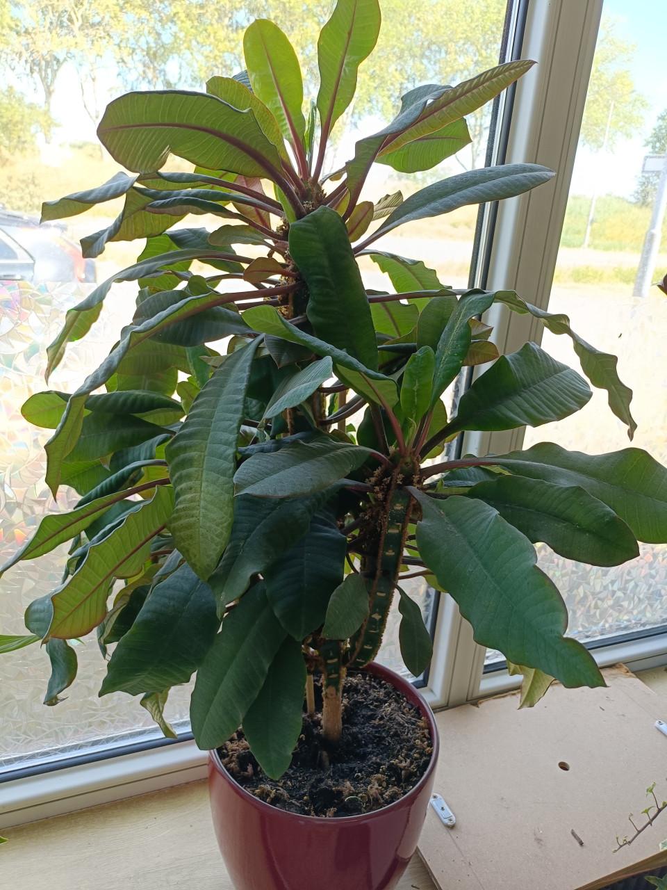 Jonge Euphorbia plantjes