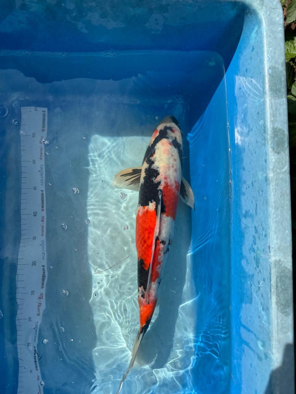 Koi Karpers en gras karper