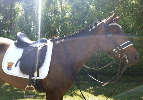 Gezocht: verzorg(st)er