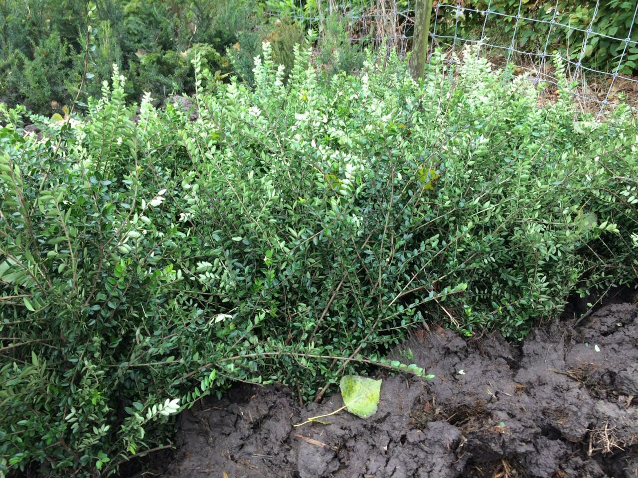 Lonicera nitida (maigrun/elegant)