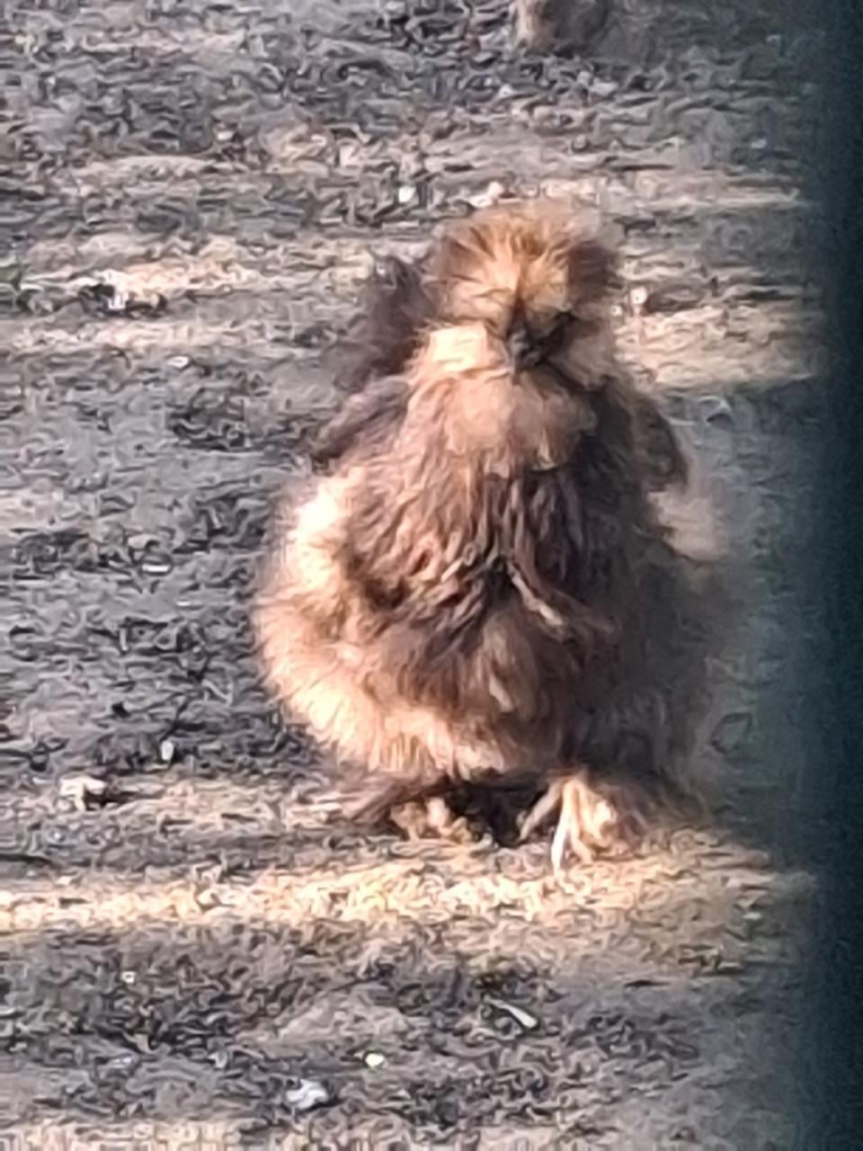 Zijdehoenders beschikbaar