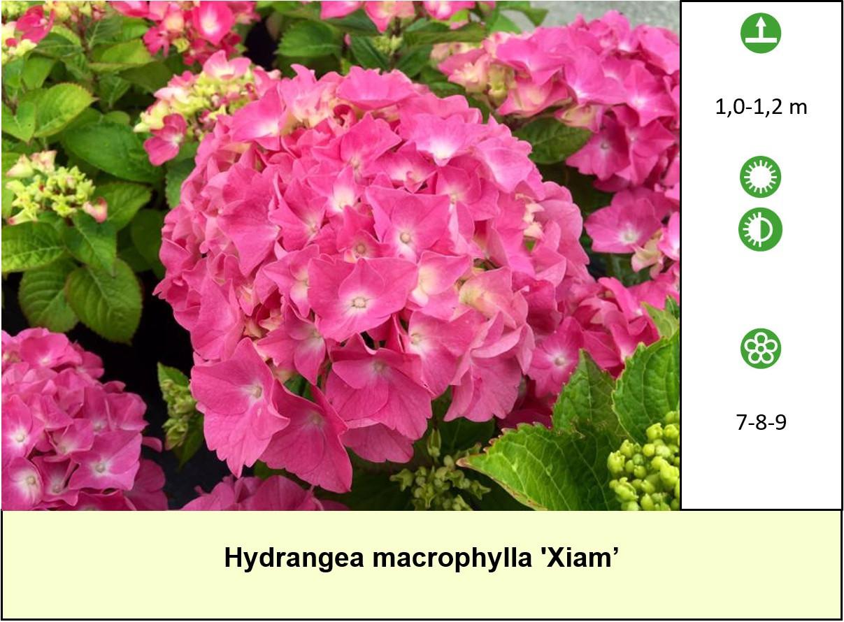 Mooie Hortensia's te diverse kleuren en soorten ! Nu 3 voor €10,-