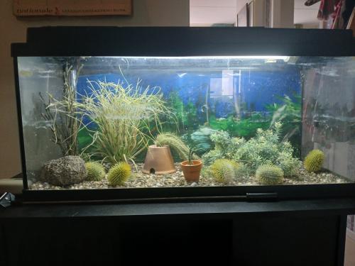 Aquarium met gratis accessoires