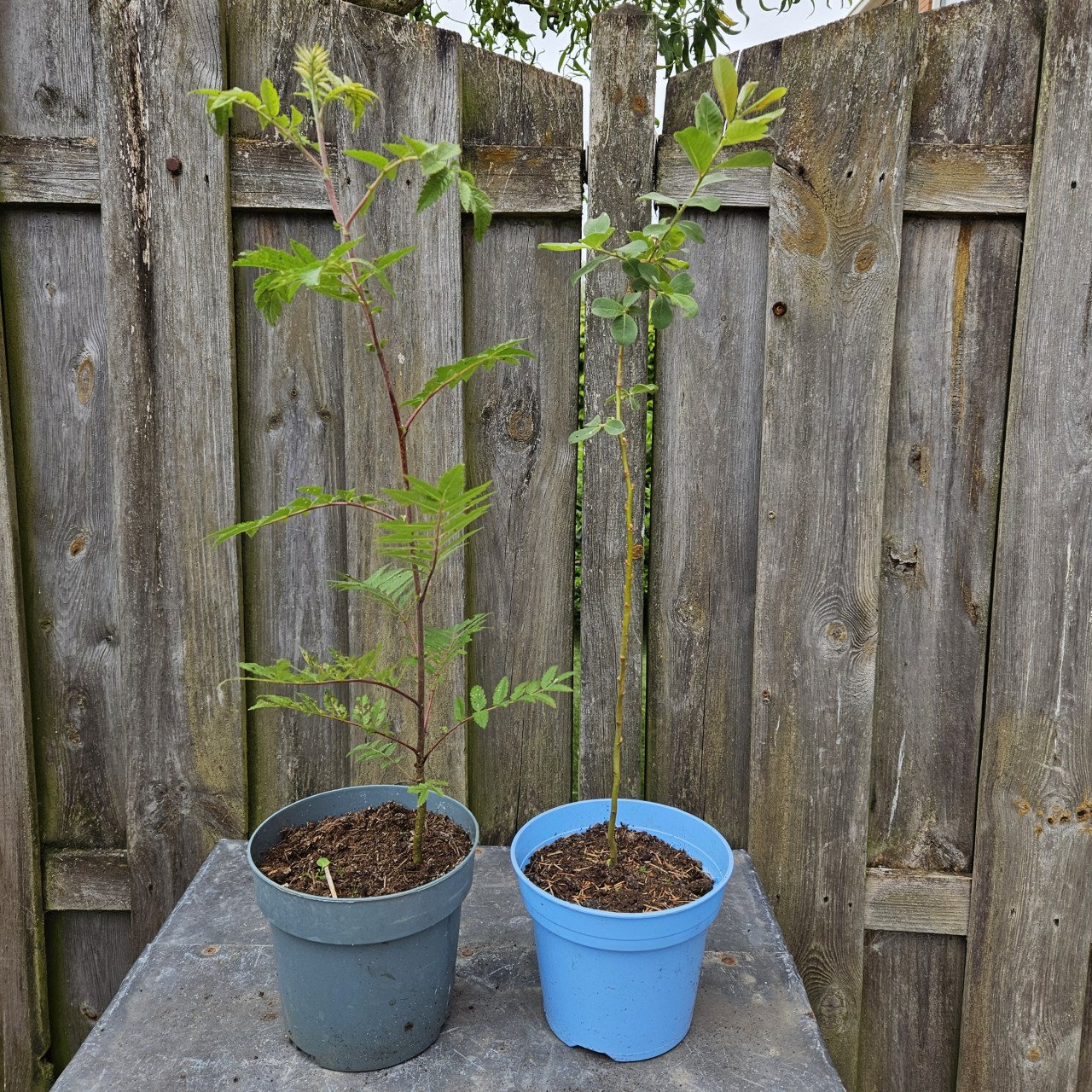 2 boompjes