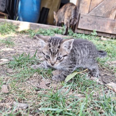 Boederij kittens