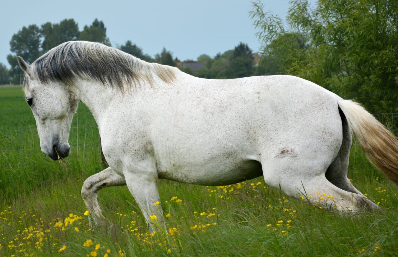 Grote PRE ruin te koop
