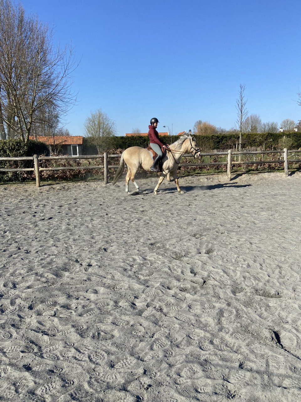 5-jarige Palomino PRE merrie