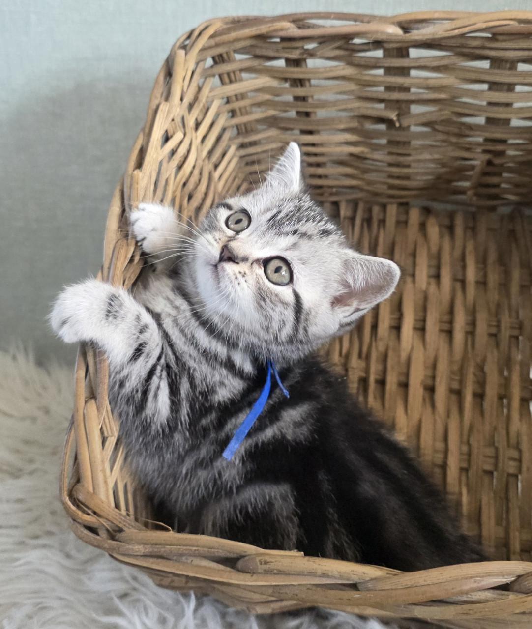 Brits korthaar kittens  (Whiskas)