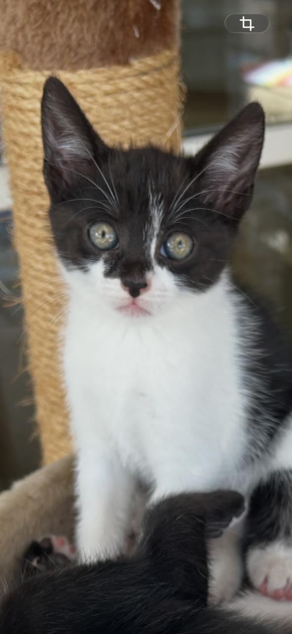 Prachtige kitten🐈‍⬛