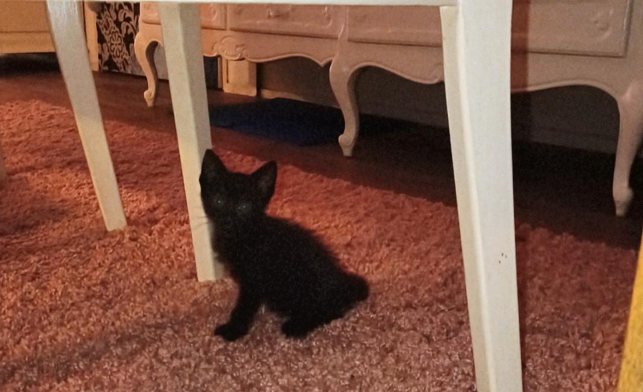 Kittens