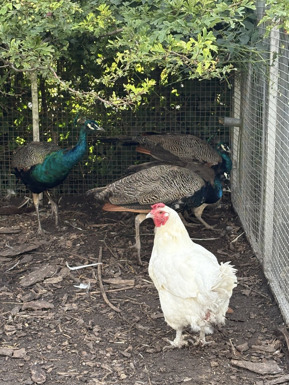 Jonge blauwe pauwen