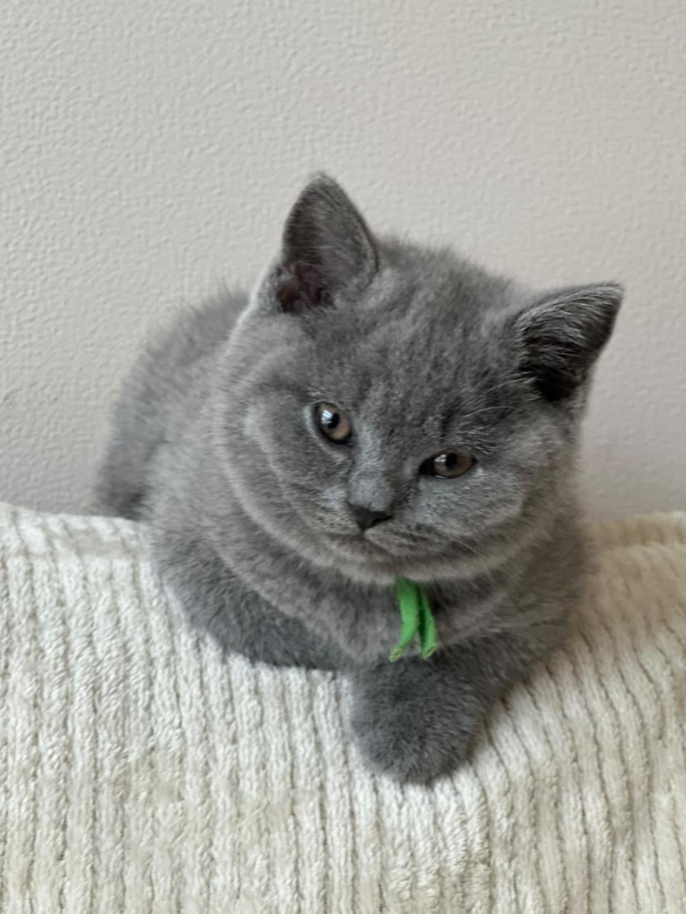 Brits korthaar kittens met stamboom