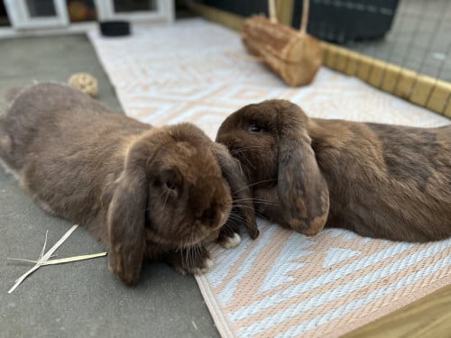 Gezocht oppas konijnen 🐰