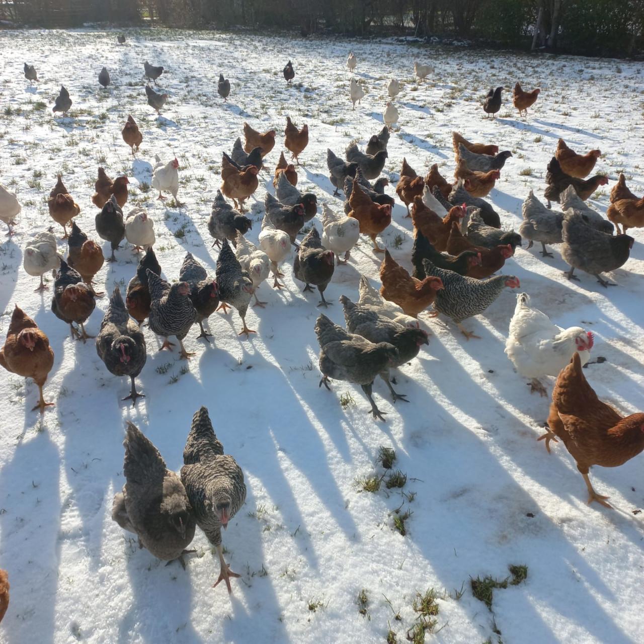 Jonge leghennen te koop