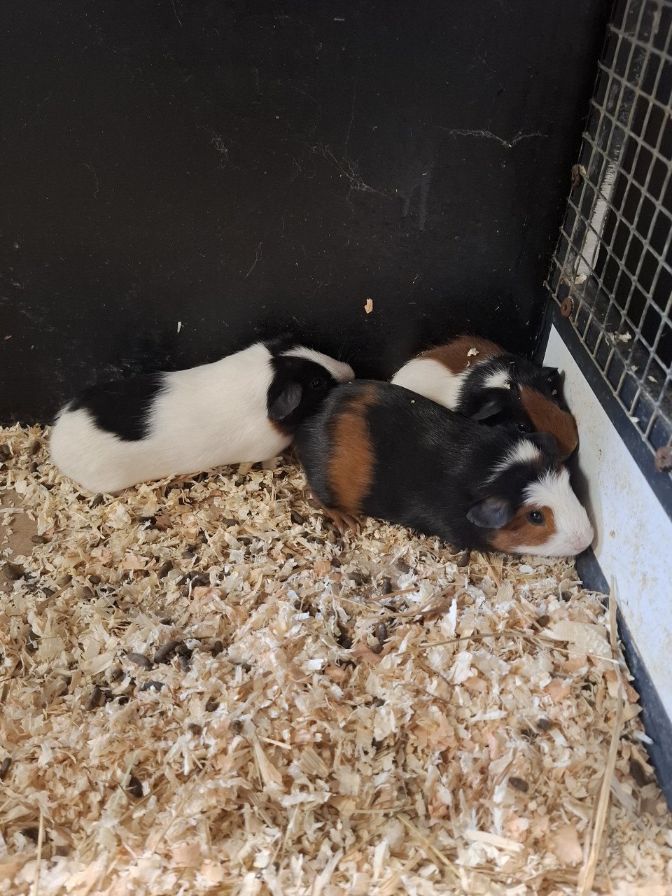 Jonge 3 kleur cavia's