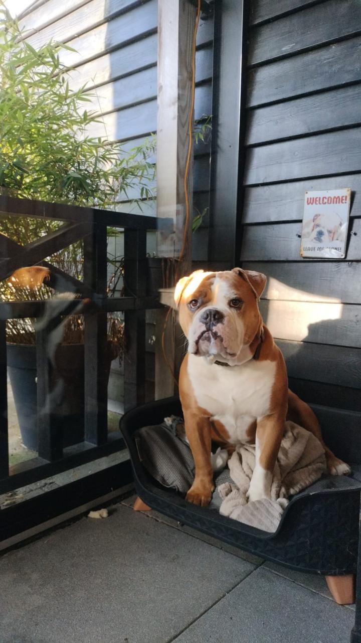 Gezocht, gouden mandje voor onze Bulldog