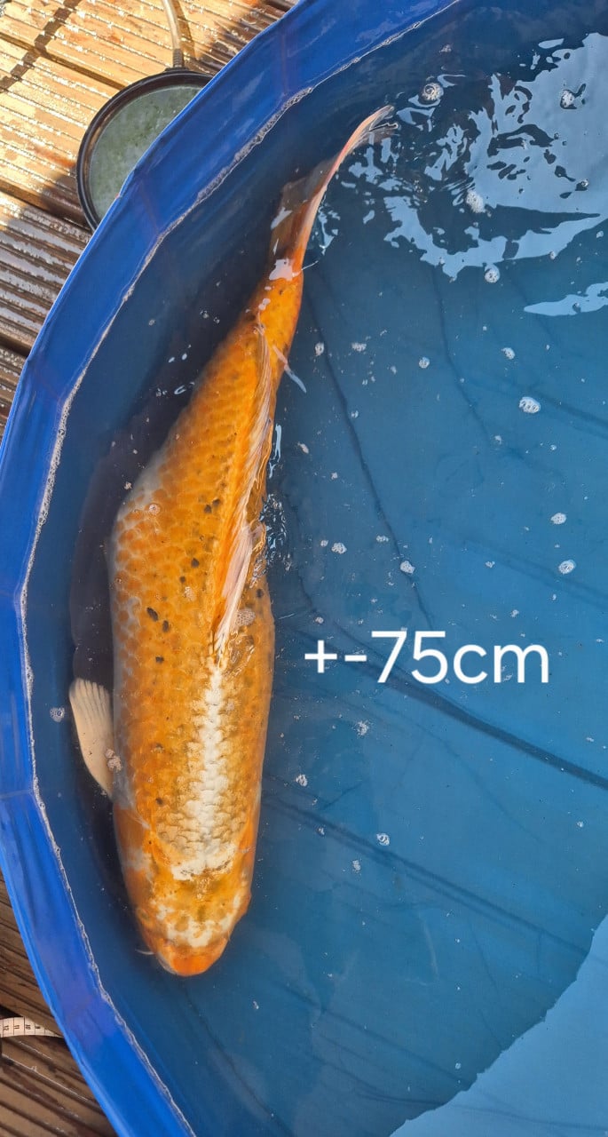 Koi.