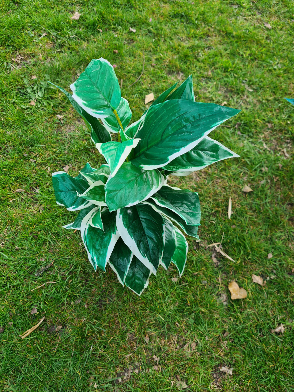 Nep planten