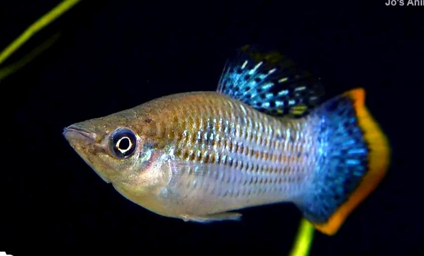 Poecilia Mexicana levendbarende