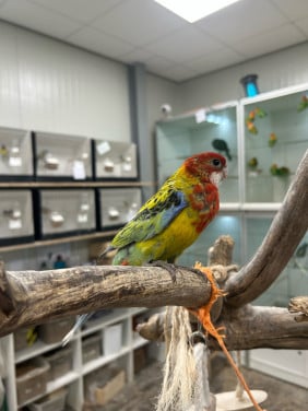 Hand tamme pracht rosella
