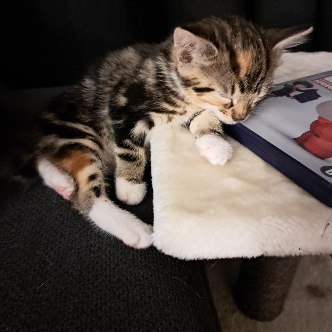Kittens