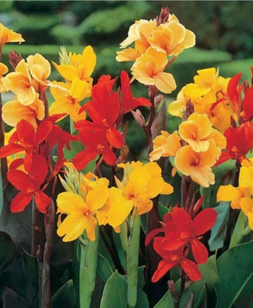 Meer dan 70 soorten Bloemenzaden Biologisch Gekweekt