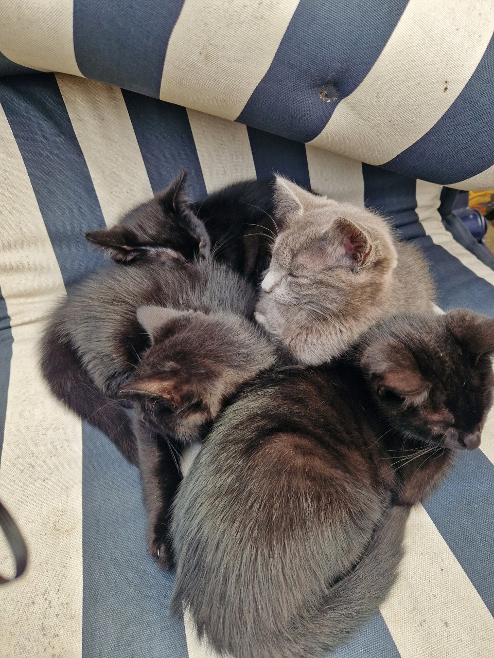 Kittens. Superlief!