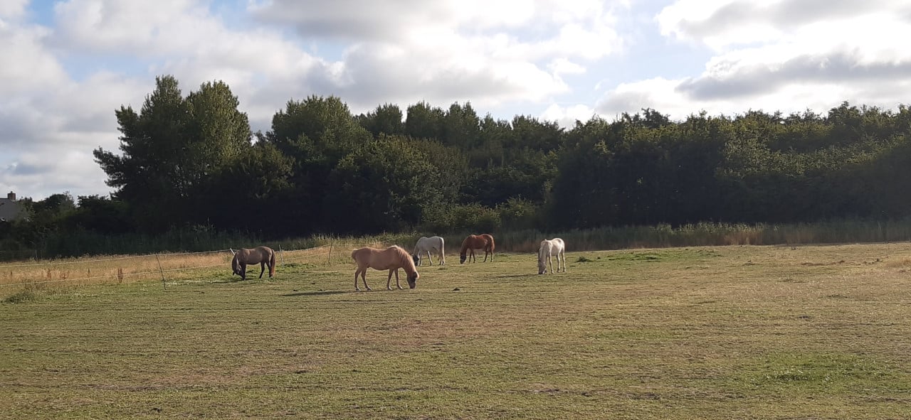 Plekje vrij op paddock paradise Oostkapelle