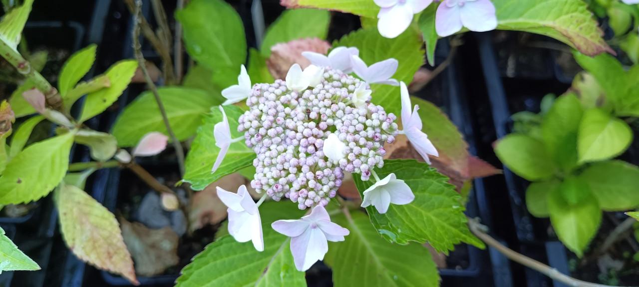 Diverse soorten Hortensia’s in pot, staan nu prachtig in bloei !