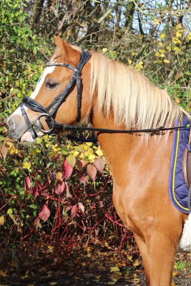 Kinderpony Welsh mountain