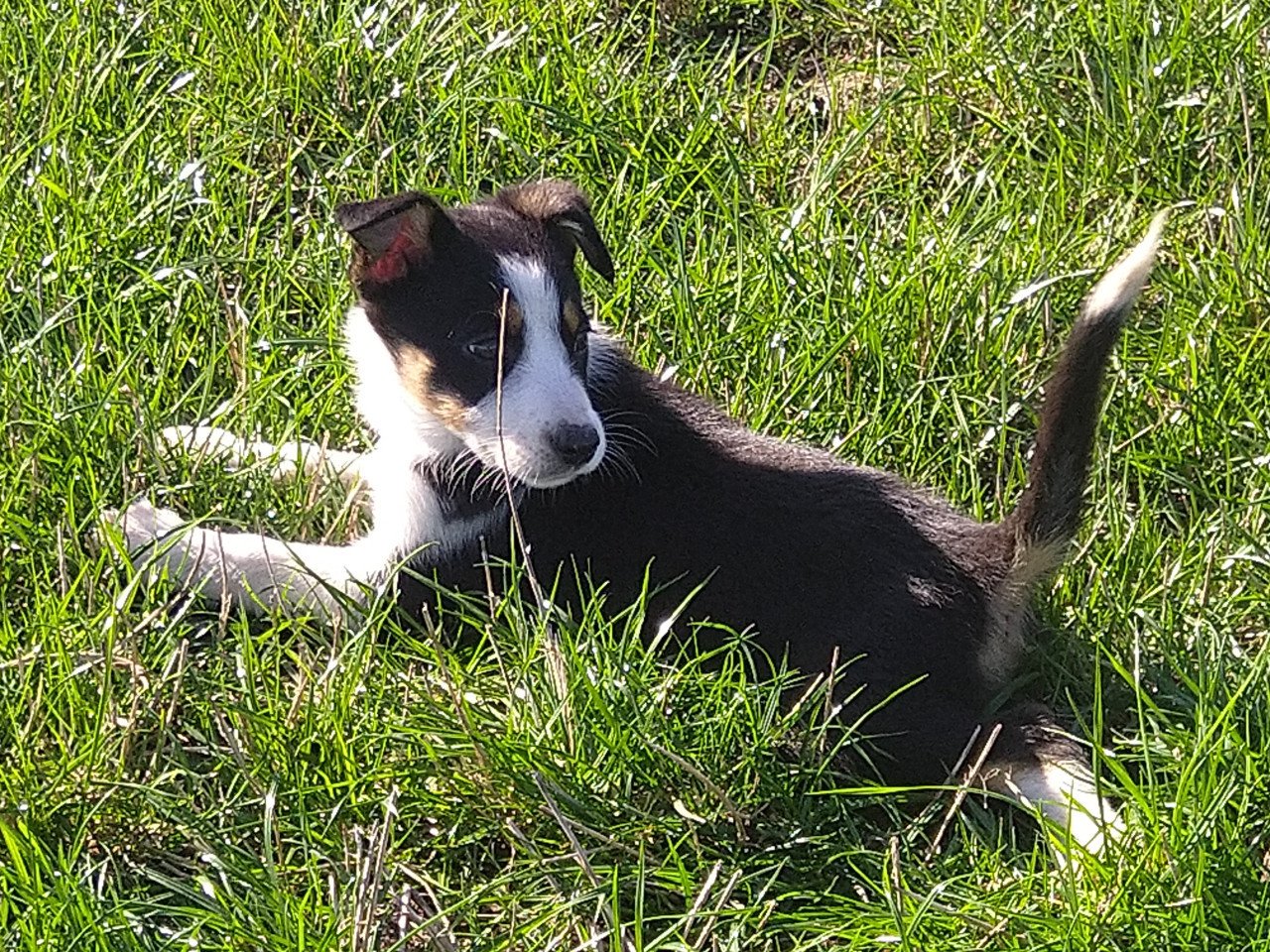 Border Collie pups
