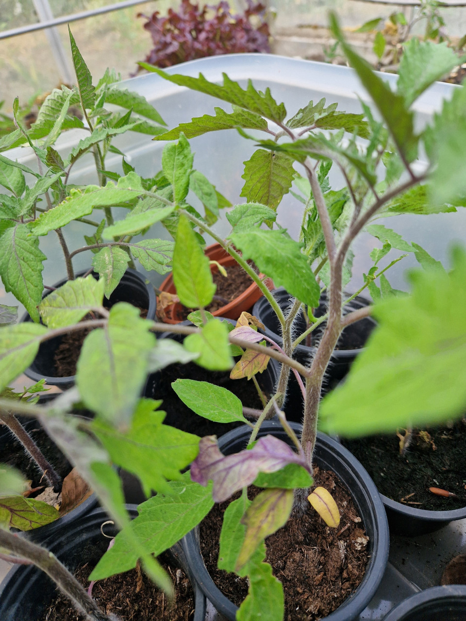 Tomatenplanten