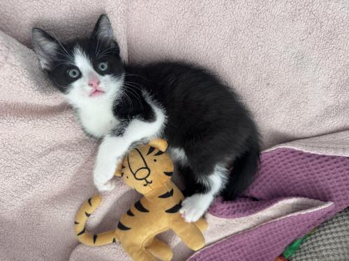2 lieve kittens zoeken een liefdevol huis