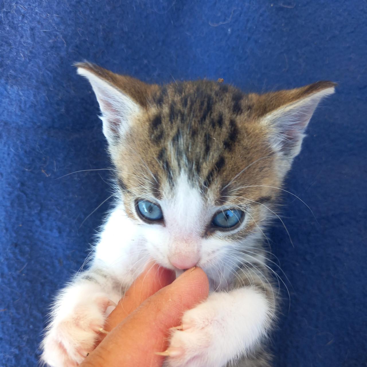 Prachtig nestje van 5 kittens