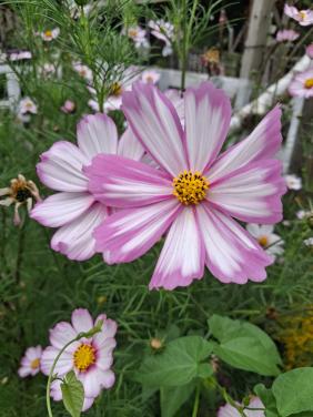 Biologische Cosmos bipinnatus 'Picotée' Zaden