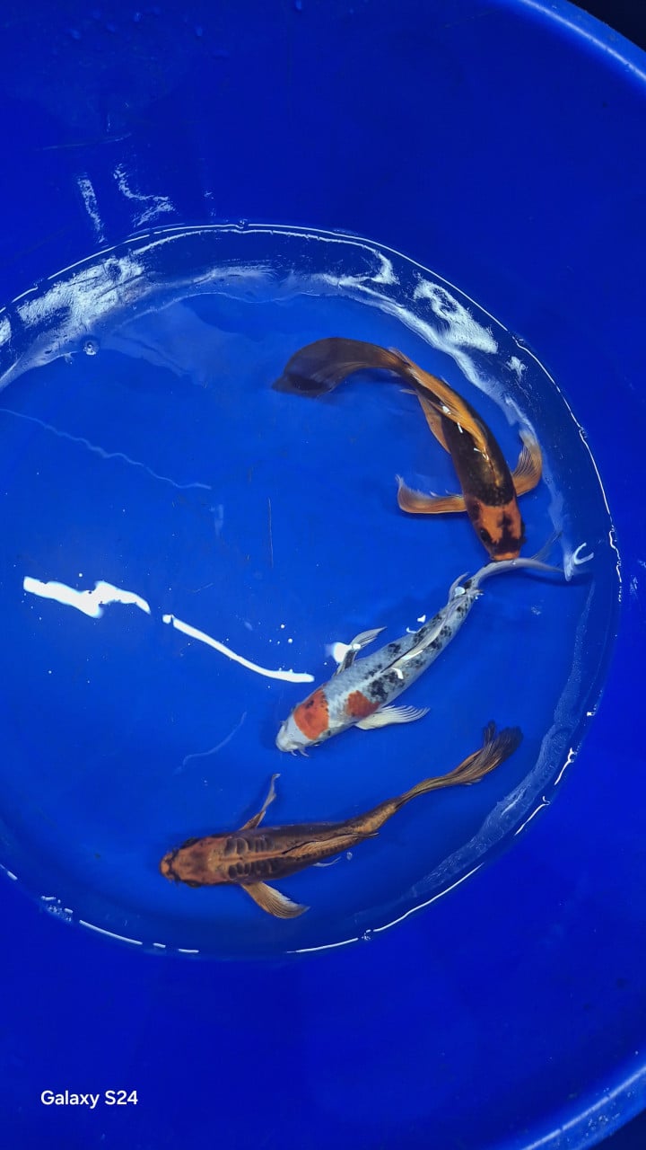 Butterfly koi