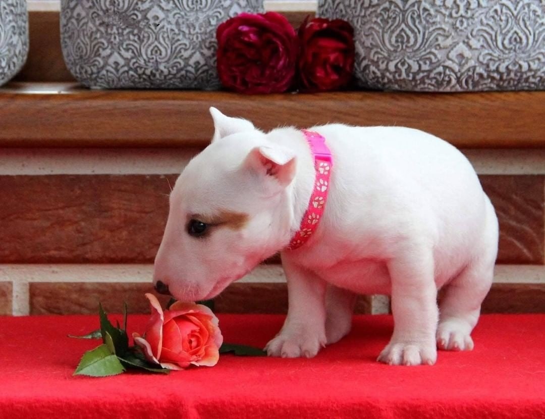 Gezähmter Bullterrier-Welpe zur Adoption und Neuvermittlung