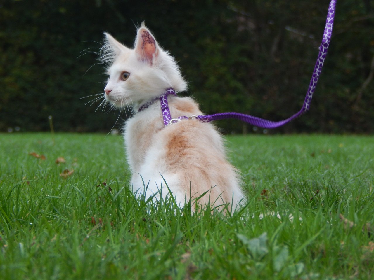 4 maine coon katertjes met stamboom
