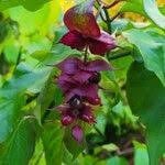 Te koop; plant grootmoeders oorbel fazantenbes tuin