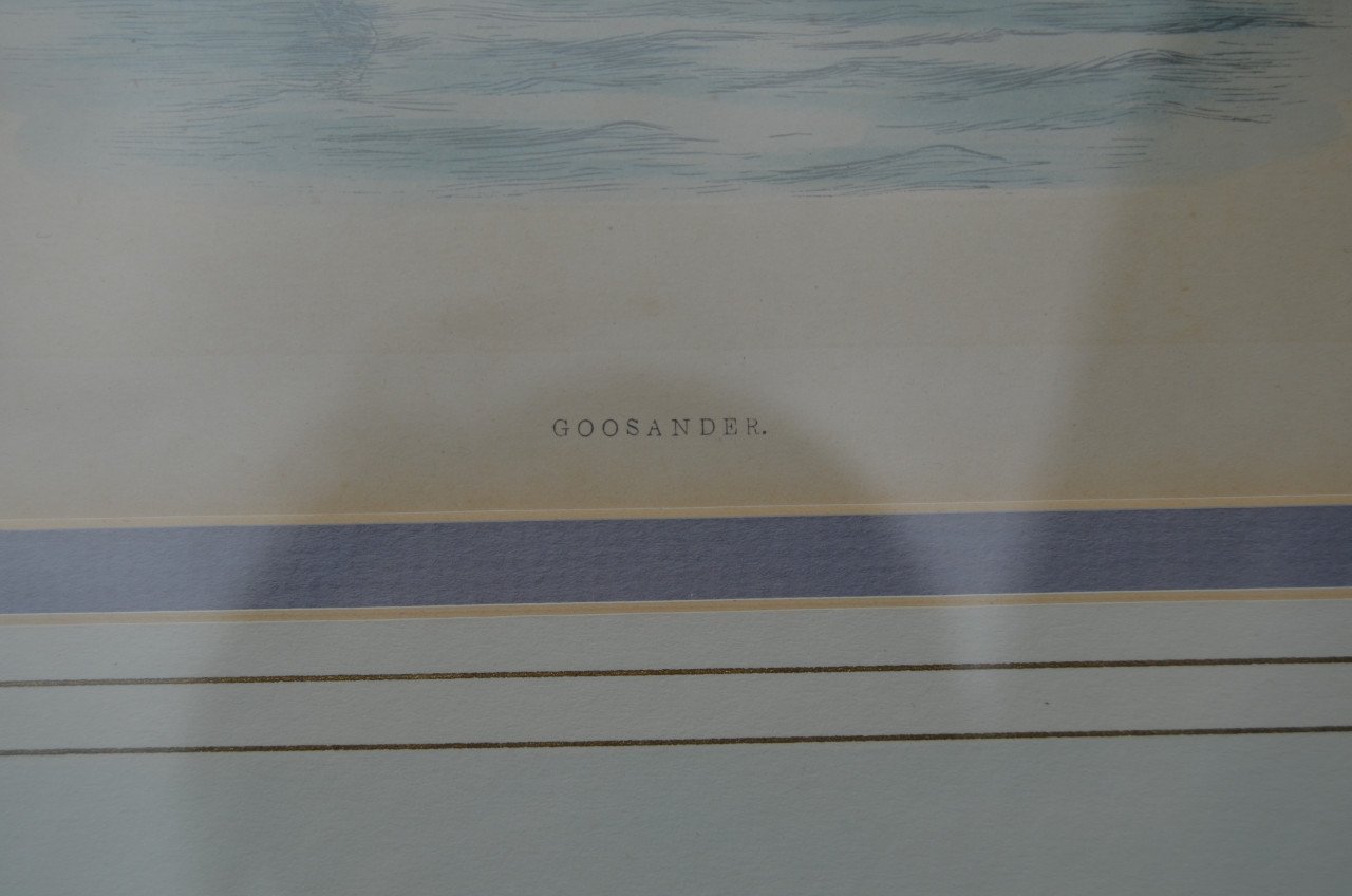 Fraaie handgekleurde litho 'Goosander' (Grote Zaagbek) 1868