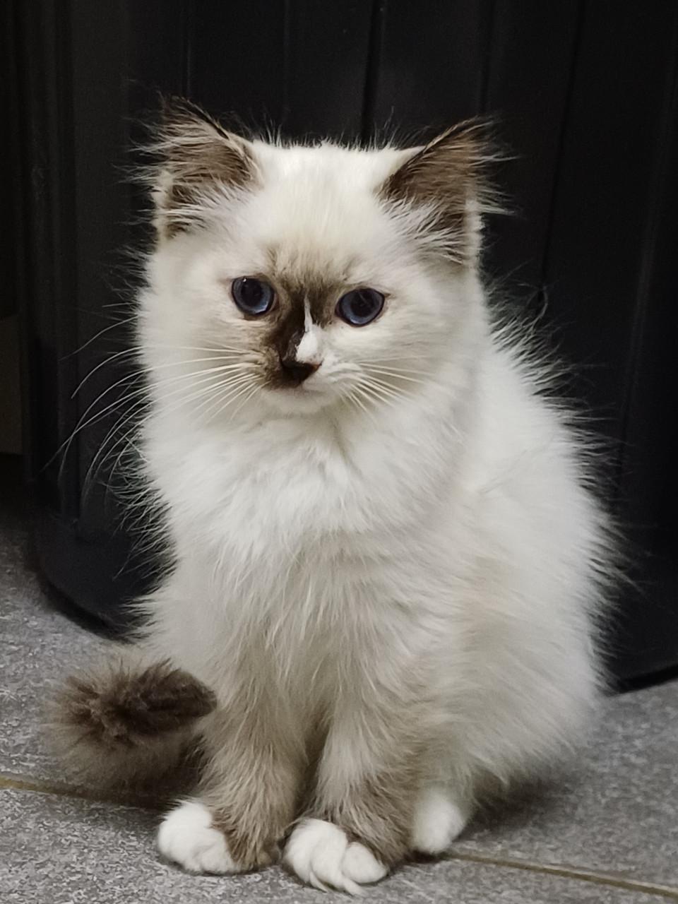 Prachtig Ragdoll poesje met stamboom