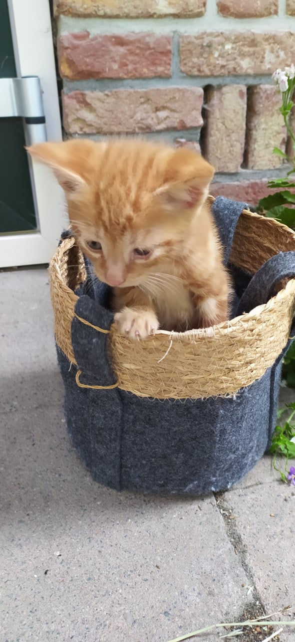 Schattige kittens