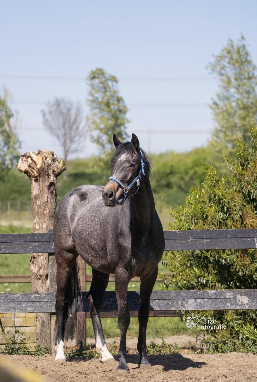 Paard te koop, Prachtige 3 jarige schimmel merrie.